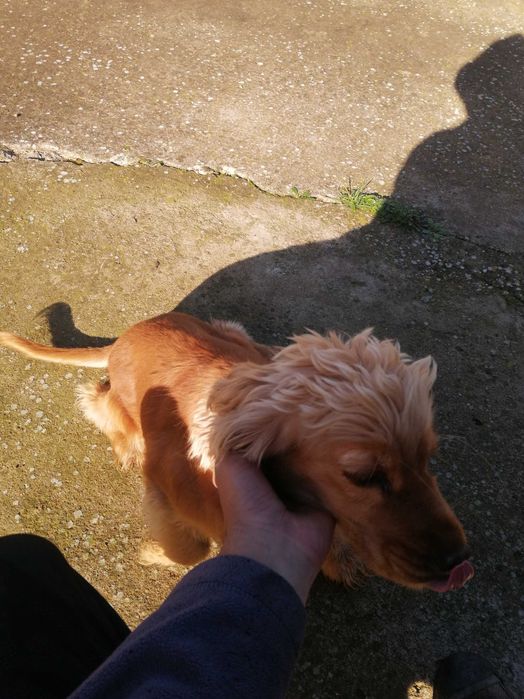 Женско Куче за трюфели