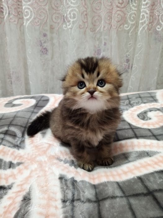 Продаются котята