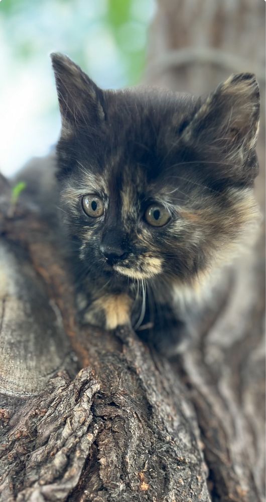 Котята в добрые руки!