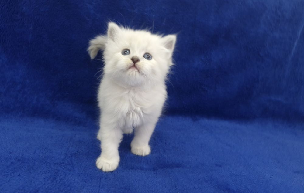 Котенок (девочка) смесь шотландского и сибирской