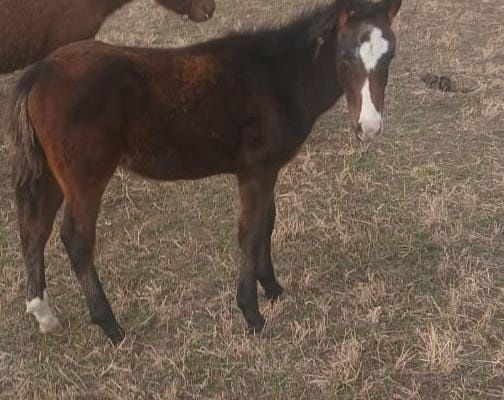 Продам Тайчиков Шелек