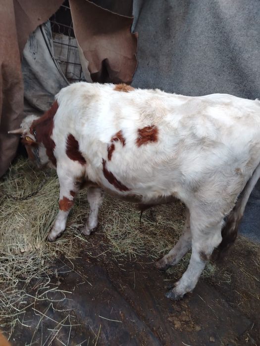 Vând vițel și vițea.