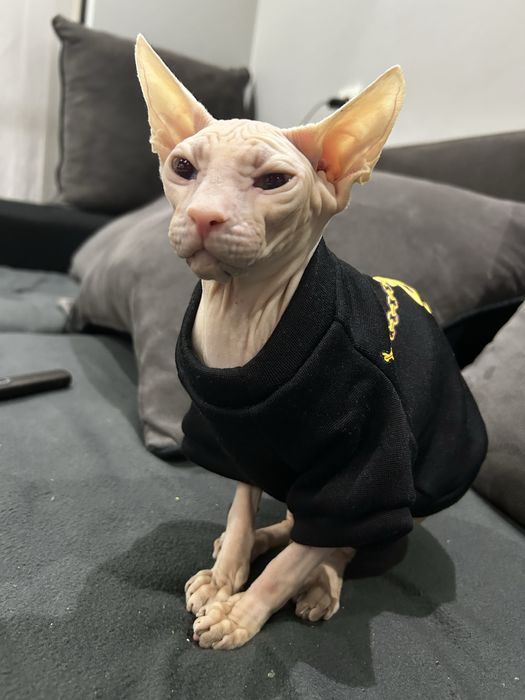 Канадски сфинкс