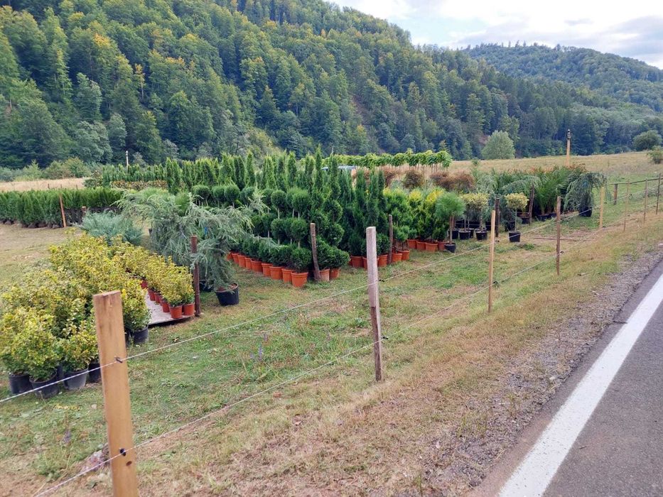 Cupressocyparis Leylandii, Pon Pon, Spirala Leylandii, Trandafiri