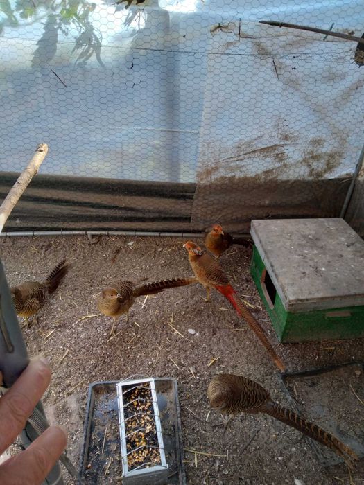 Vand fazani diamant pe rosu