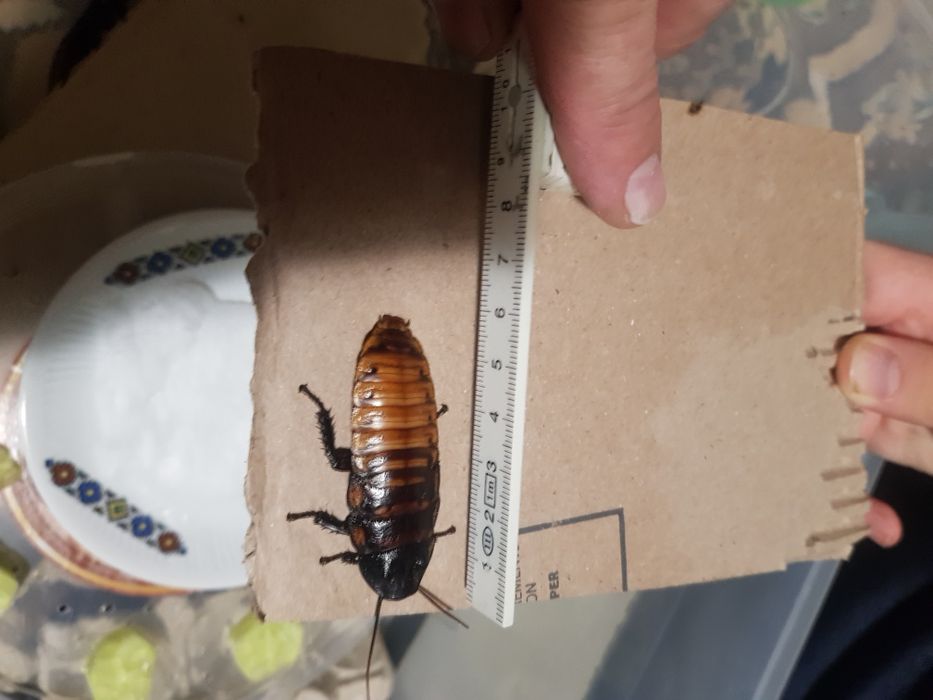 vierm de faina Superworms  și Gândaci Dubia