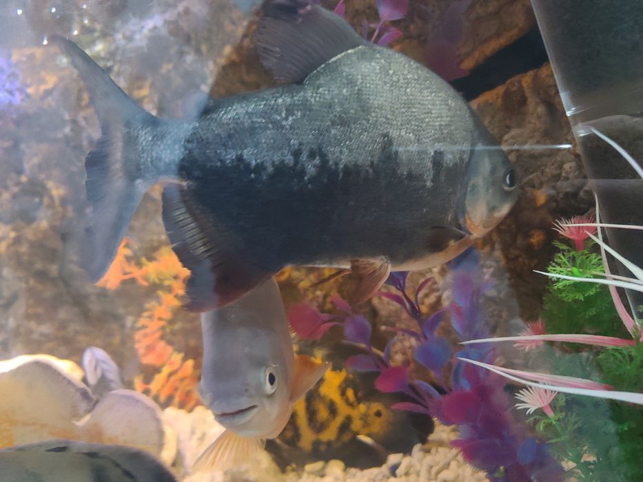 Йирик ўлчамли хишник балиқлар сотилади