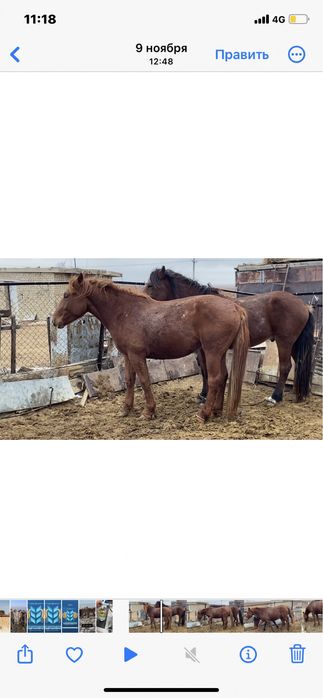 Продаются трёхлетние лошади