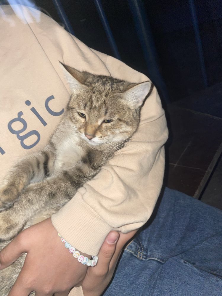 Кошка пародистая