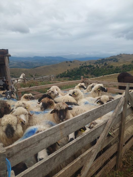 Vand 100 oi !!! Din 250