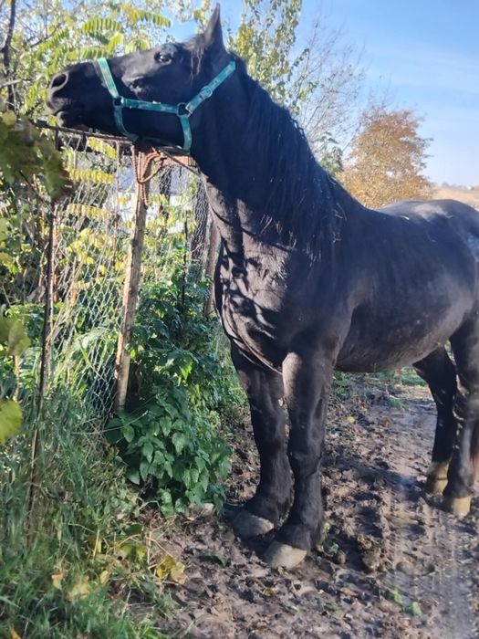 Vând mhnz de doi ani învățat