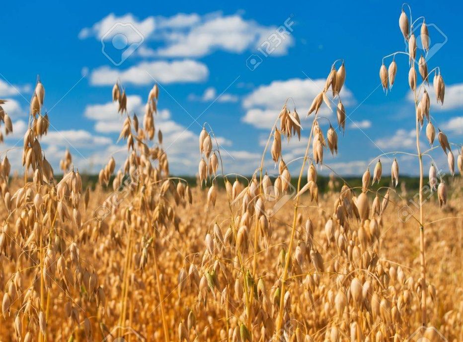 Vând ovăz producție 2025