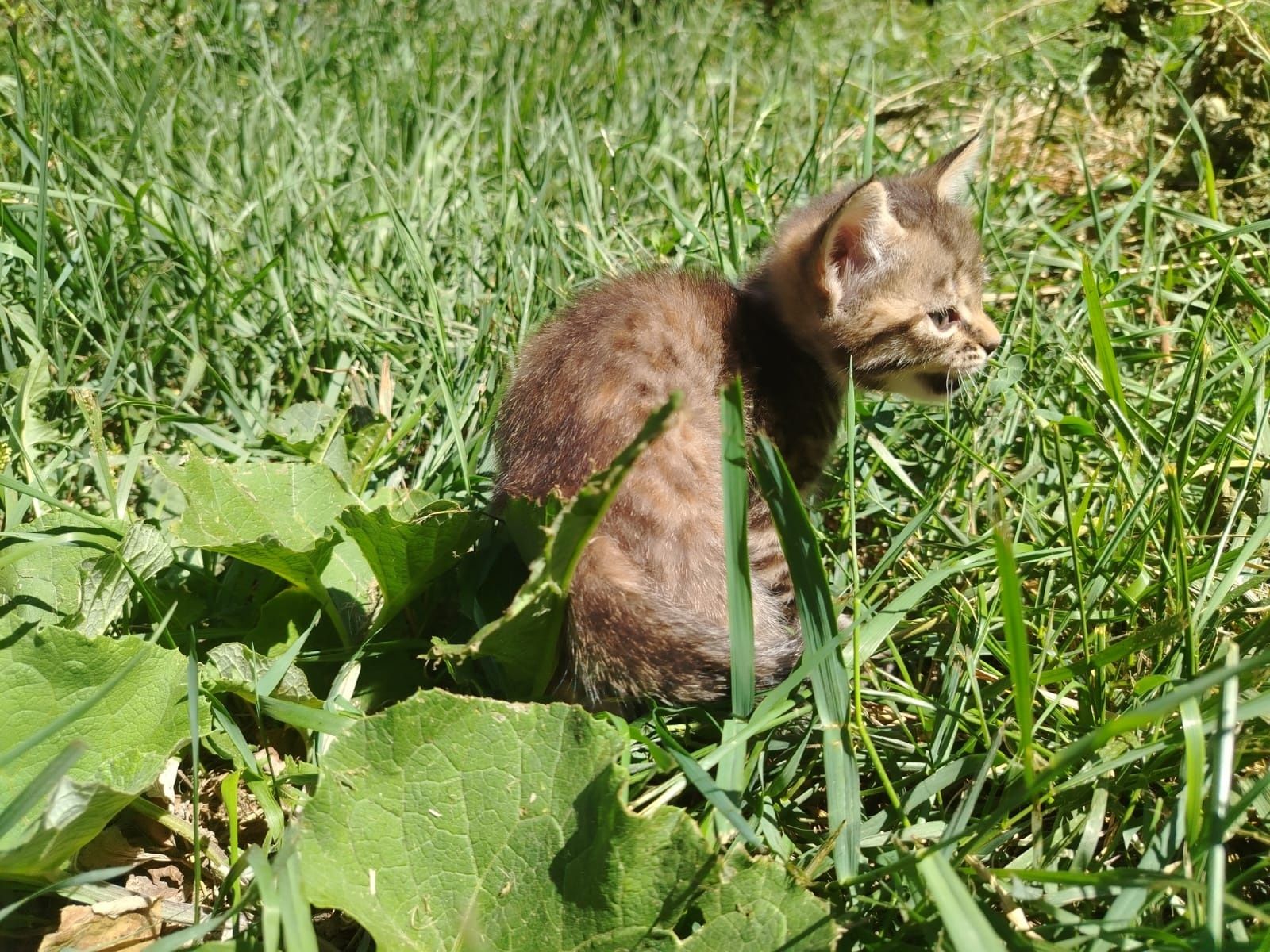 Котенок серый (девочка)