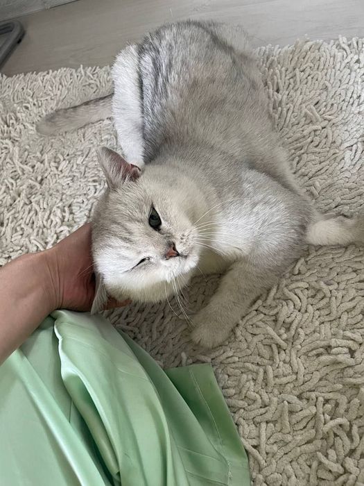 Серебристая шиншилла