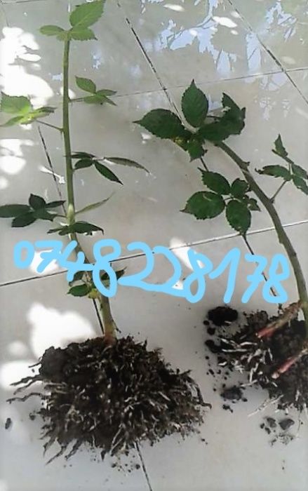Plante butasi Mur fara tepi prindere 100% cu garantie