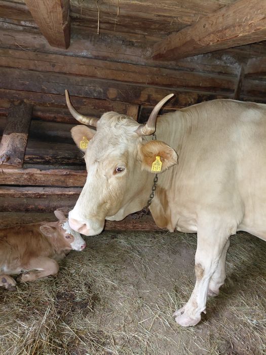 Vaca de vanzare buna de lapte