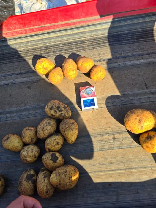 Картошка из Павлодара