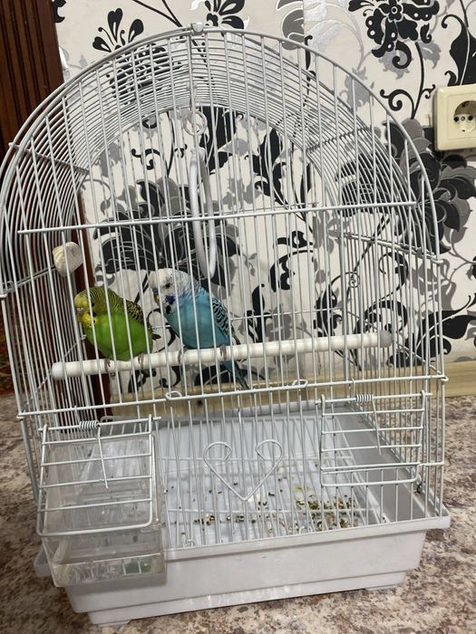 Попугайчики волнистый синиго зовут сэм а зелёного эмми кушают корм