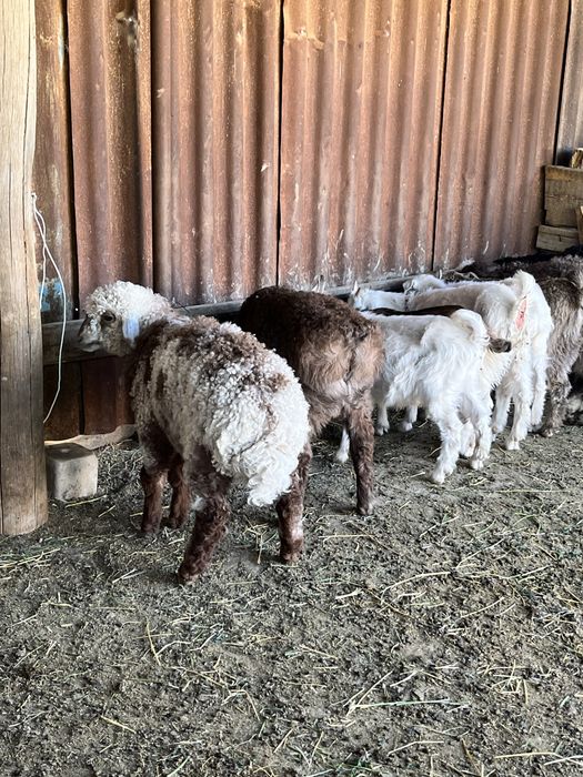 Қозылар сатылады