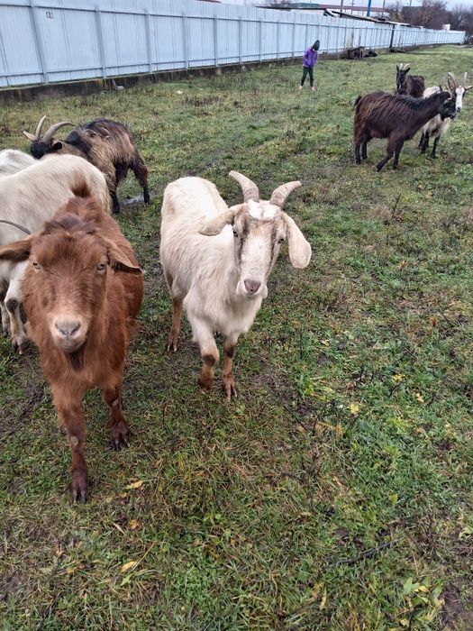 Vand capre bune de lapte a fata