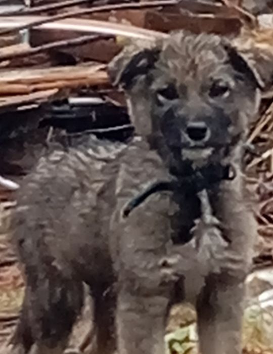 Отдам  щенка в хорошие руки