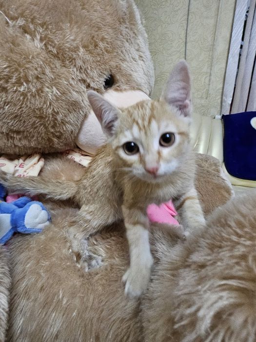 Котенок мальчик красавчик