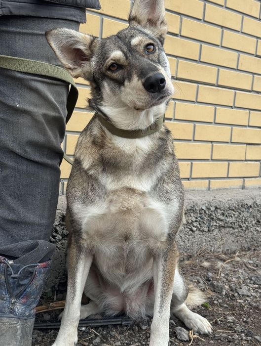 Собака в добрые руки