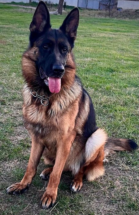 Немска овчарка женска