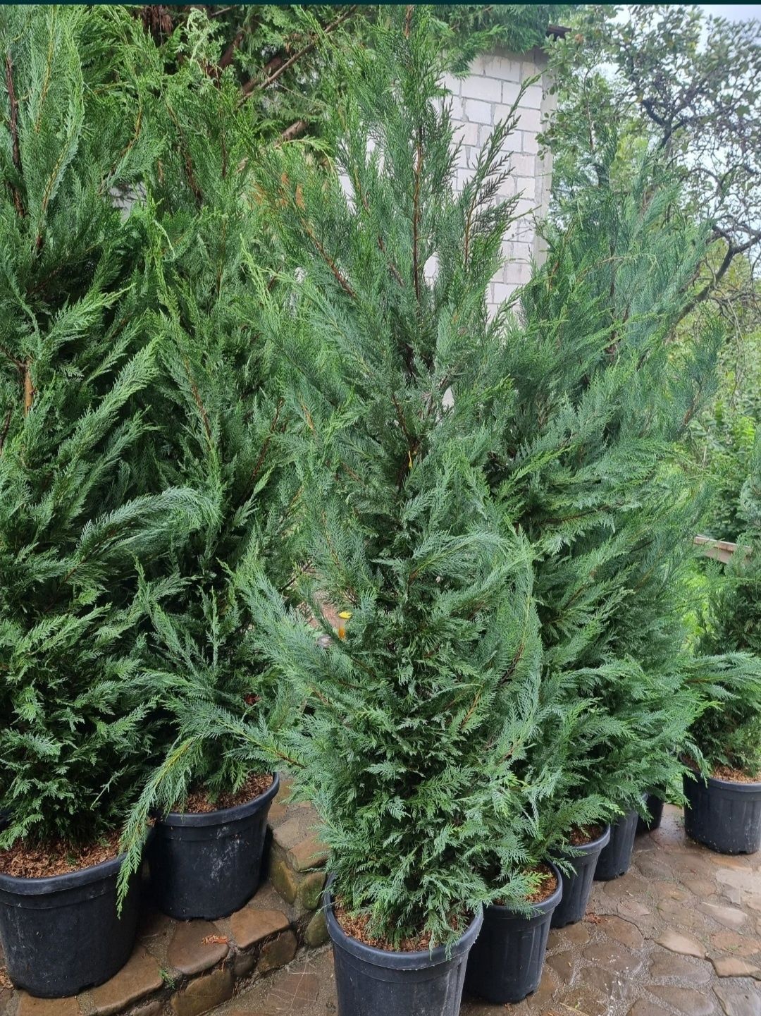 Leylandii 1.5m - 4m gard viu verde veșnic, gazon rulou sport !