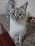 Pishiq beriledi siyamskiy, besplatno, отдаётся кошка, кыз
