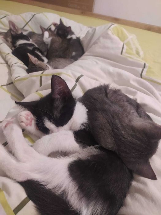 Adoptie Pisicute