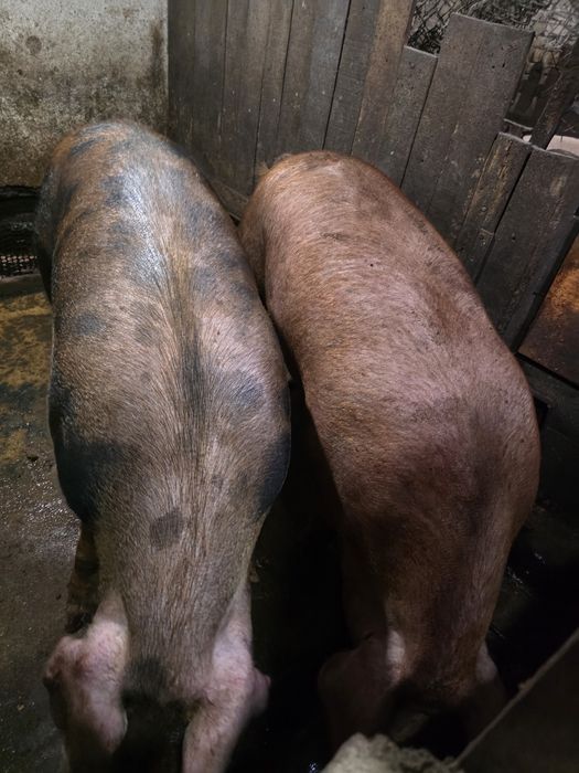 Продавам големи прасета за коледа