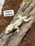 Gecko Crested Soparla