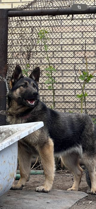 Овчарка чистый девочка