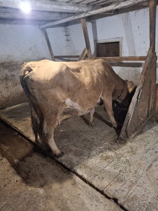 Vând vacă gestantă în a cincea lună