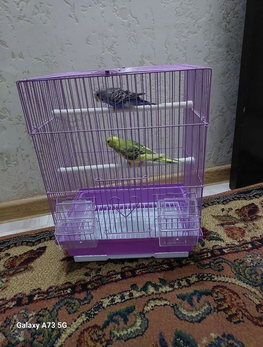 Попугаичики клетка , минералы, корм