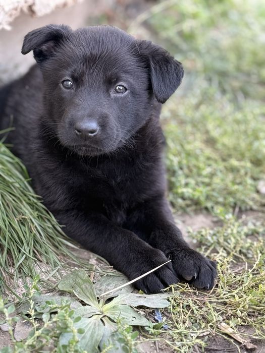 Catelusa ciobanesc german cauta casuta