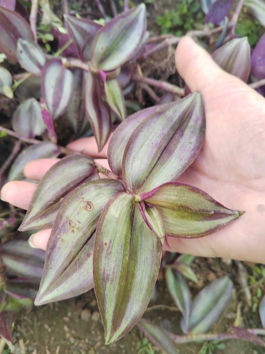 Дебела Мара, Делосперма, Хлорофитум, Фаларис и други