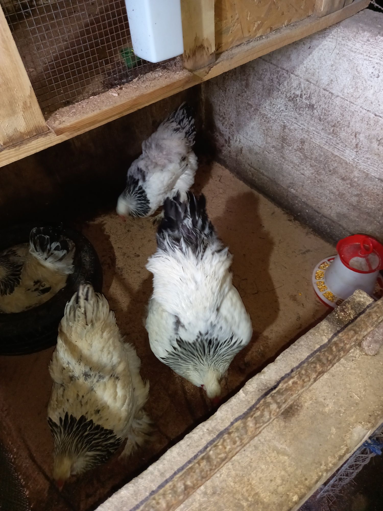 Găini brahma herminat deschis