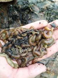 Крупные морские черви на кефаль