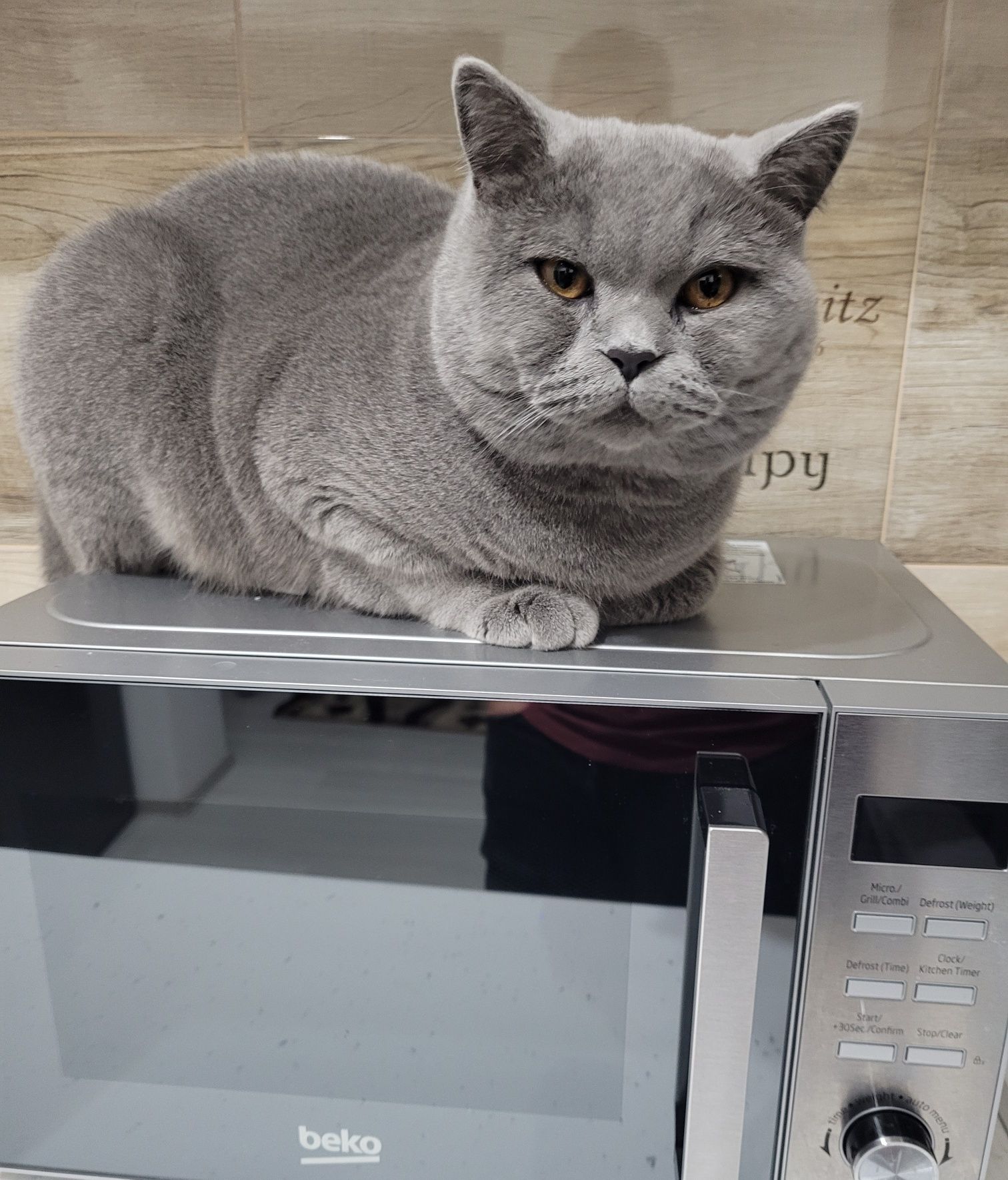 Donez Motan British Shorthair