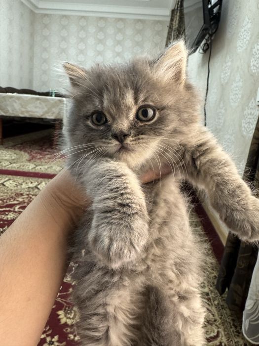 Продаются британские котята