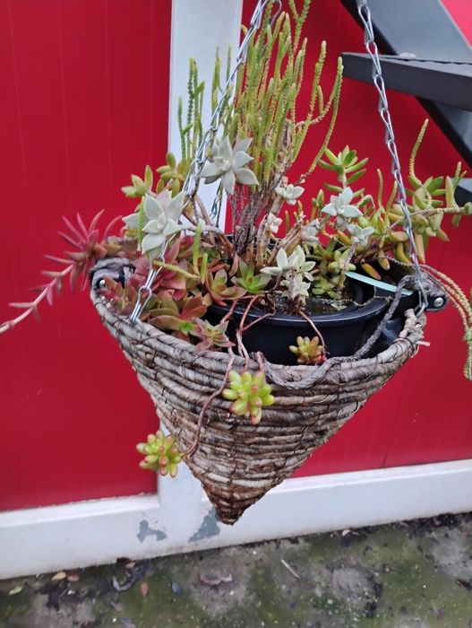 Coș cu mix de plante suculente