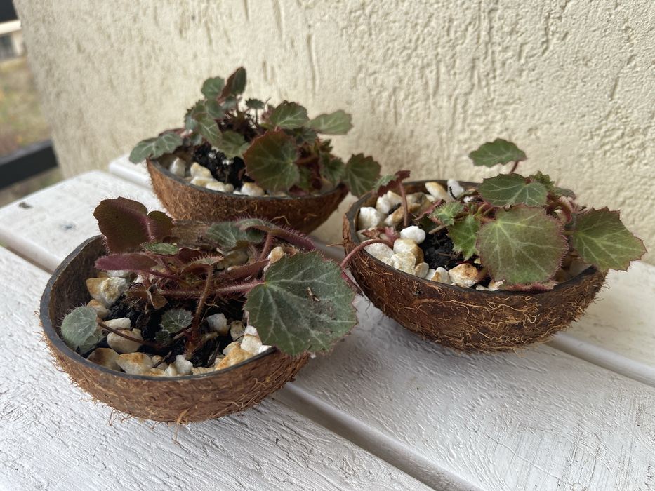Strawberry Begonia (Saxifraga stolonifera)