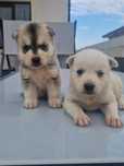 Pui husky de vânzare