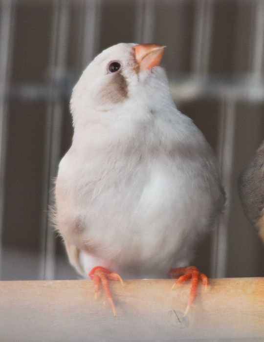 продавам зеброви амадини джъмбо, различни мутации