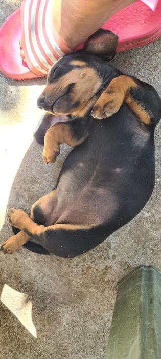 Catel teckel  dachshund