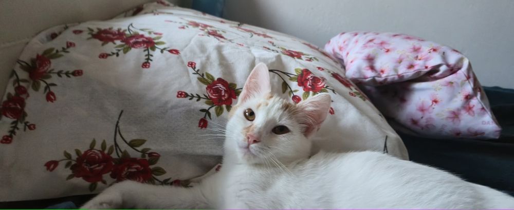 Pisică spre adopție