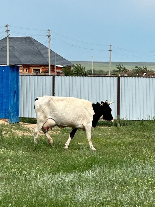 Голштейн сиыр сатылады