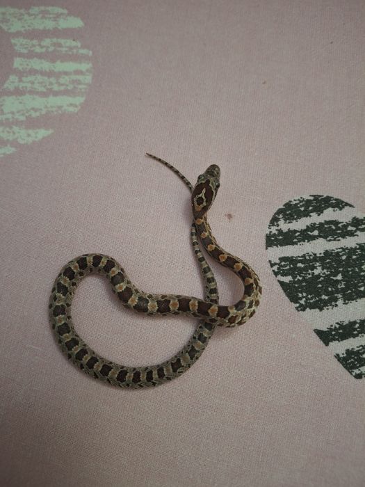 маисовый полоз змея